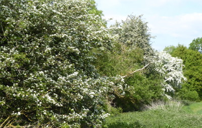 Image of May bushes in blossom
